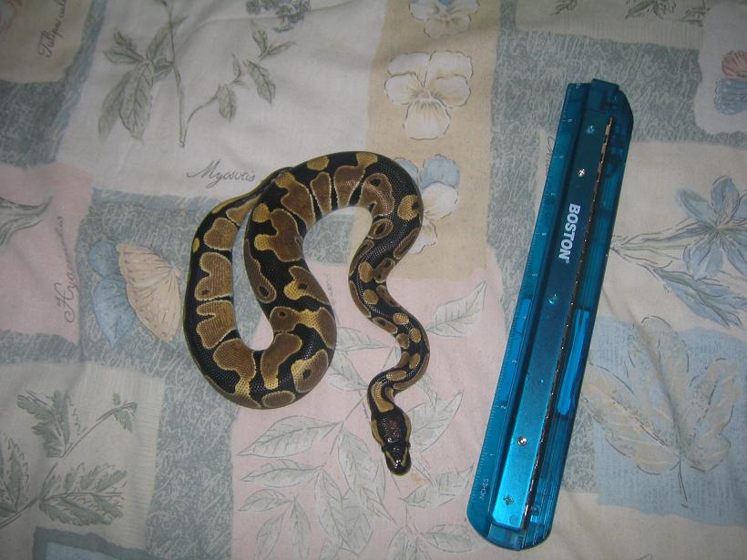 my first ball python