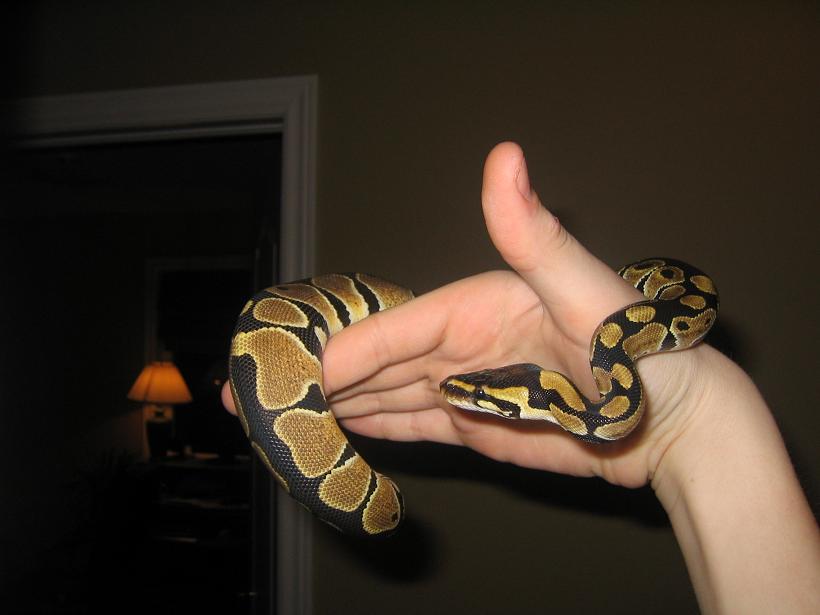 my first ball python