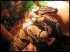 ball python close up