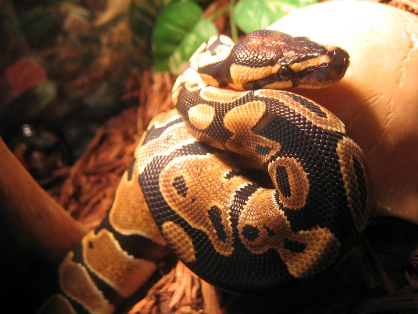 ball python close up