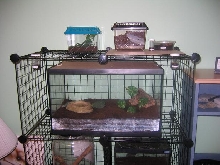 My spider rack