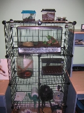spiderrack