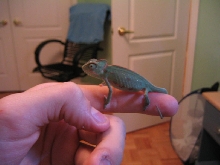 my first veiled cham 1