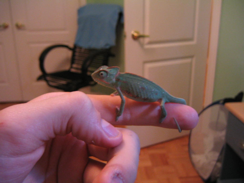 my first veiled cham 1