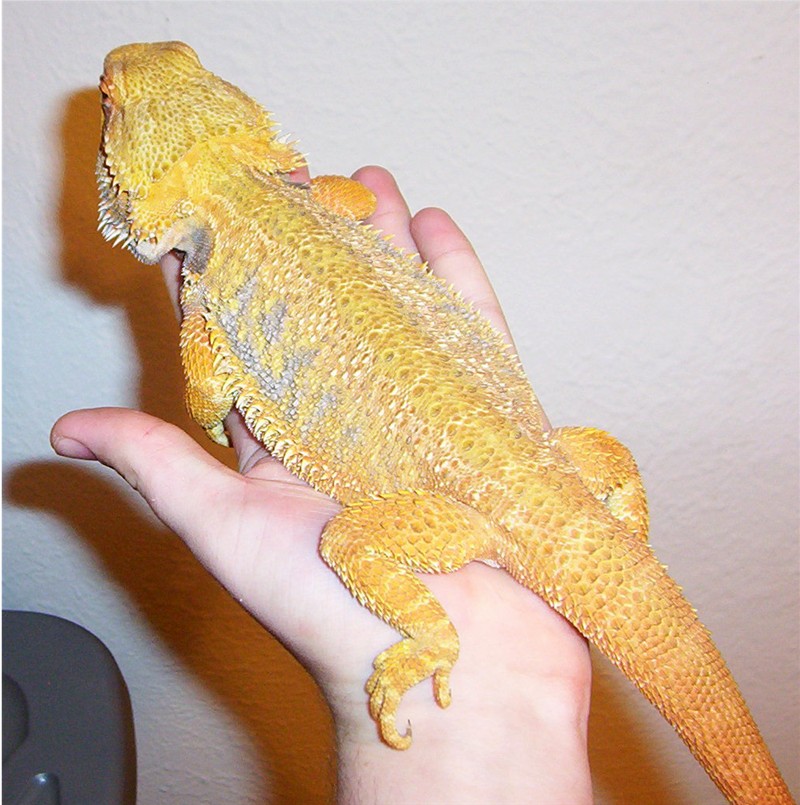 jr