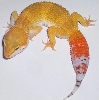 SHTCT BALDY MALE LEOPARD GECKO