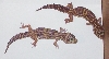 albinos