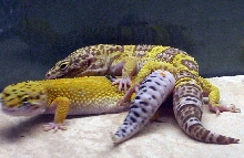 leos breeding
