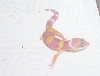 albino hatchling