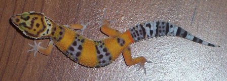 Hypo tangerine