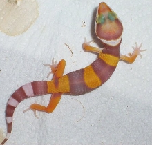 tang albino hatchling