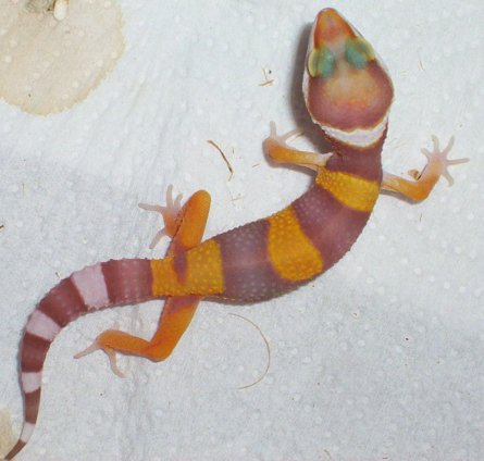 tang albino hatchling