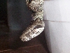 columbian x argentine boa
