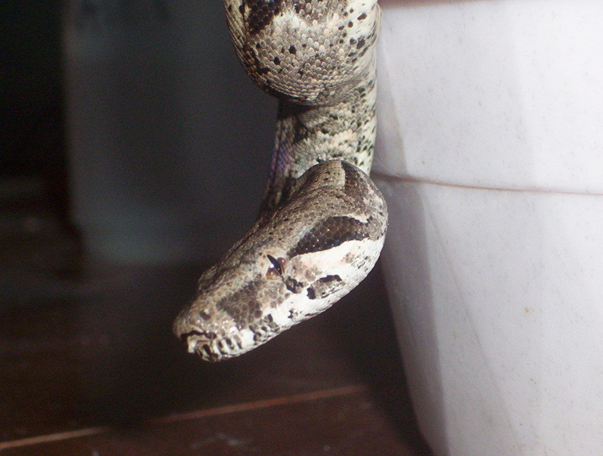 columbian x argentine boa