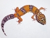 Tangerine Female Leopard gecko