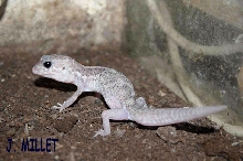 COLEONYX  ELEGANS  " WHITE "