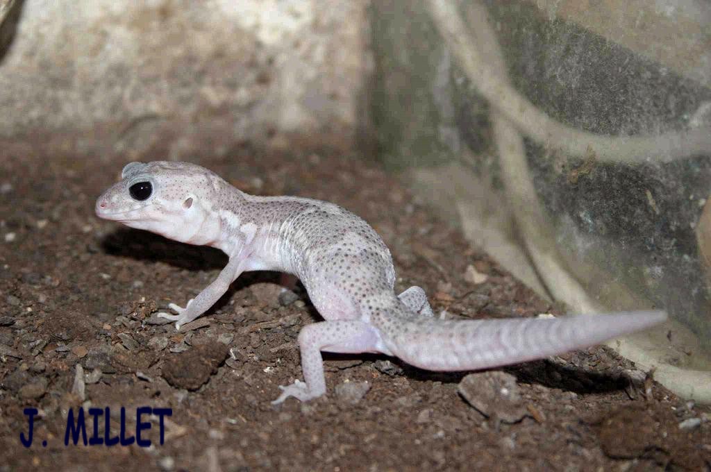 COLEONYX  ELEGANS  " WHITE "