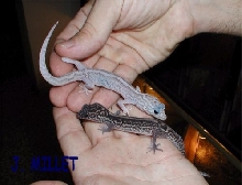 "WHITE" COLEONYX ELEGANS II