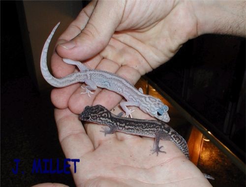 "WHITE" COLEONYX ELEGANS II