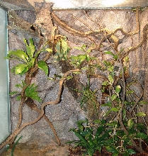 terrarium for Thrasops jacksonii