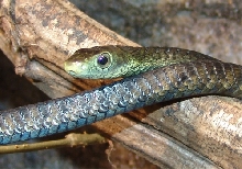 Thrasops jacksonii