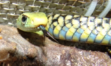Thrasops jacksonii (juvenil)
