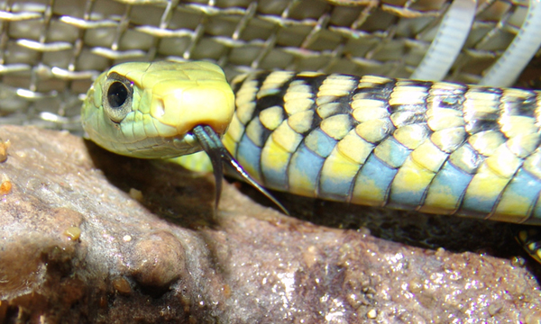 Thrasops jacksonii (juvenil)