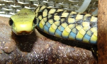 Thrasops jacksonii (juvenil)
