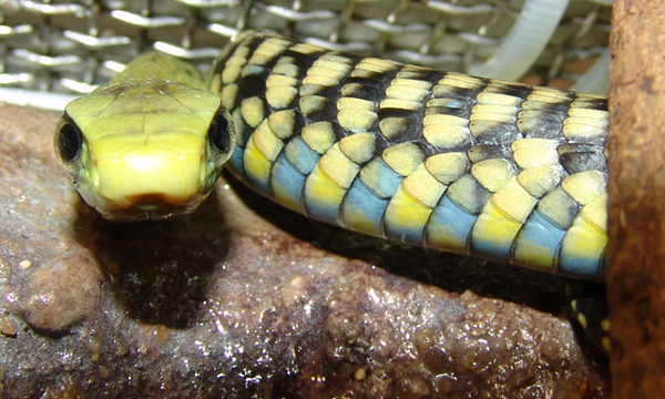 Thrasops jacksonii (juvenil)