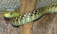 Thrasops jacksonii