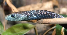 Thrasops jacksonii