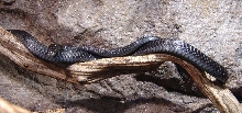 Thrasops jacksonii