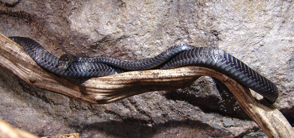 Thrasops jacksonii