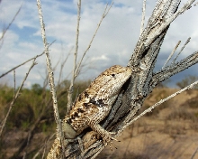desert spiny