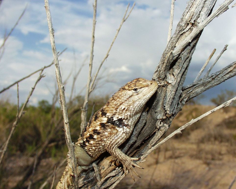 desert spiny