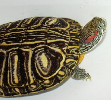 slider neck