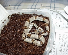 lyre snake