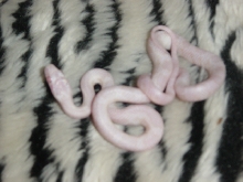 Blizzard Corn Neonate