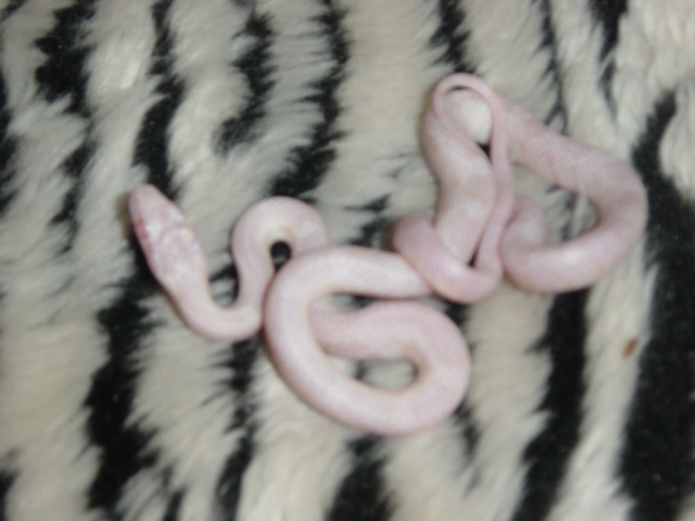 Blizzard Corn Neonate