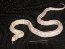 Albino Banana California Kingsnake