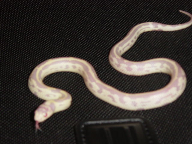 Albino Banana California Kingsnake