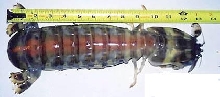 Huge. Please help Identify.