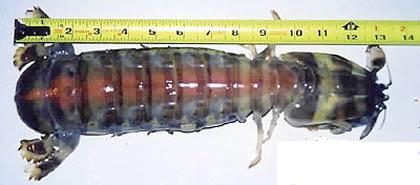 Huge. Please help Identify.