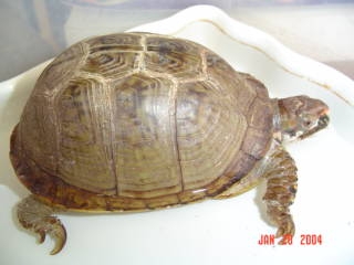 What Kind Is She???
