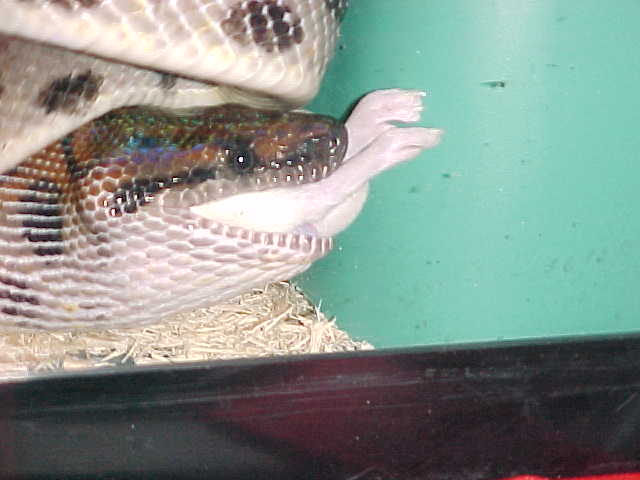 feeding time