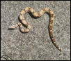 Bob the Boa