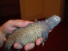 Lizard 1