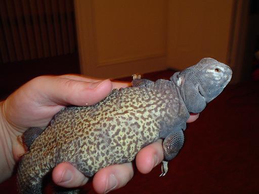 Lizard 1