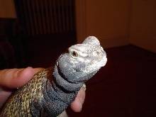 Lizard2