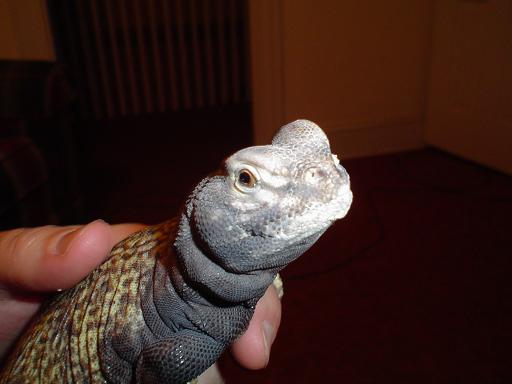 Lizard2